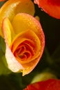 Rieger Begonia Flower Wet