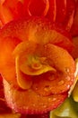 Rieger Begonia Flower Wet