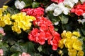 Rieger begonia flowers Royalty Free Stock Photo