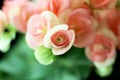 Rieger Begonia Flowers in thailand Royalty Free Stock Photo