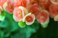 Rieger Begonia Flowers in thailand Royalty Free Stock Photo