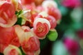 Rieger Begonia Flowers. Royalty Free Stock Photo