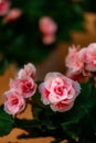 Rieger Begonia Royalty Free Stock Photo