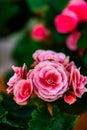 Rieger Begonia Royalty Free Stock Photo