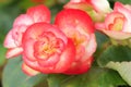 Rieger begonias