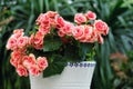 Rieger begonias Royalty Free Stock Photo