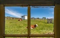 Cows seen through barn window at Posada Estancia Rio Verde, Riesco Island,, Chile
