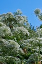 Giant hogweed - Heracleum mantegazzianum Royalty Free Stock Photo