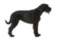 Giant schnauzer dog isolated on white background Royalty Free Stock Photo