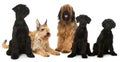 Group of breed dogs isolated on white Royalty Free Stock Photo
