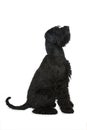 Giant snauzer dog on white background Royalty Free Stock Photo