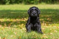 Giant schnauzer puppy sitting in a meadow