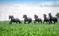 Galloping herd of friesian mares