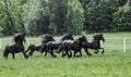 Galloping herd of friesian mares