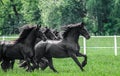 Galloping herd of friesian mares