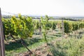 Riesling grapes at vineyard, white wine grapes, viticulture,view on vineyard