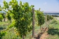 Riesling grapes at vineyard, white wine grapes, viticulture,view on vineyard