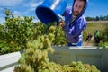 Temporary worker picking Riesling winegrapes in Adelaide Hills