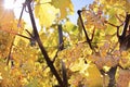 Riesling wine grapes Royalty Free Stock Photo