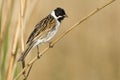 Rietgors, Common Reed Bunting, Emberiza schoeniclus