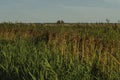 Rietkraag, Reedbed Royalty Free Stock Photo