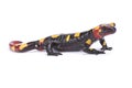 Rif mountain fire salamander,Salamandra algira splendens