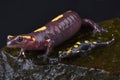 Rif mountain fire salamander, Salamandra algira splendens, mother and baby