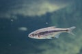 Riffle minnow Royalty Free Stock Photo