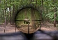 Wild hog seen through rifle scope