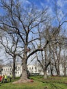 Riga city park maintenance services take care of city trees by cutting branches