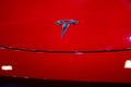 Closeup chromium-plated Llgotype Tesla Motors on red hood