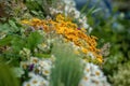 Riga, Latvia. Bouquets with different summer flowers on the Ligo holiday market.