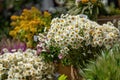 Riga, Latvia. Bouquets with different summer flowers on the Ligo holiday market.