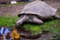 Galapagos Tortoise near pond, during 19th annual GalÃÂ¡pagos Tortoises weighing event at Riga Zoo