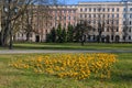 Yellow crocus flowers blooming at park in Riga city Royalty Free Stock Photo