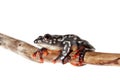 Riggenbach`s reed frog, female, Hyperolius riggenbach, on white