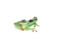 Riggenbach`s reed frog, male, Hyperolius riggenbach, on white
