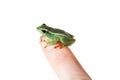 Riggenbach`s reed frog, male, Hyperolius riggenbach, on white