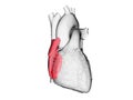 the right atrium