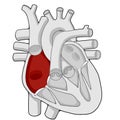 Right atrium - Heart - Human body - Education