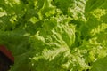 Right Frame Zoom Green Lettuce in Long Plastic Plant Pot