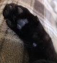 Right front paw Black cat pad to us