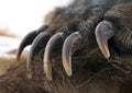 Right front paw and powerful claws of brown bear or grizzly Royalty Free Stock Photo