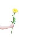 Right hand of asian little child girl giving yellow rose single flower with green leaves isolated on white background , clipping Royalty Free Stock Photo