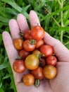 The right hand holding fresh homegrown cherry tomatoes Royalty Free Stock Photo