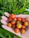 The right hand holding fresh homegrown cherry tomatoes Royalty Free Stock Photo