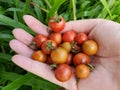 The right hand holding fresh homegrown cherry tomatoes Royalty Free Stock Photo