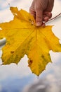 Hand holds wet yellow maple leaf closeup