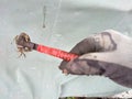 right hand wearing gloves, holding red pliers, clamping crabs