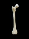 Right human femur bone, Anterior view, black background, 3d rendering